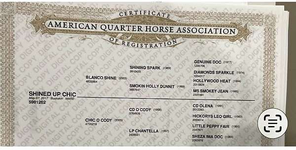 ranch-quarter-horse