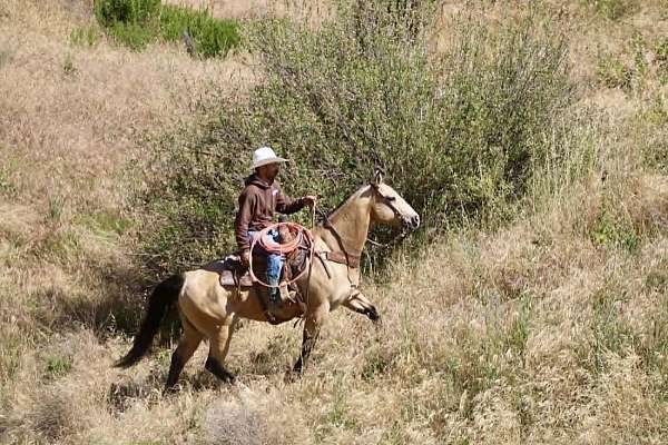 ranch-versatility-quarter-horse