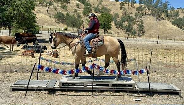 ranch-work-quarter-horse