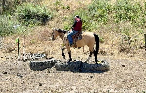 ridden-western-quarter-horse