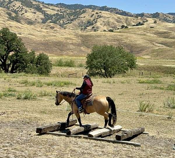 roping-quarter-horse