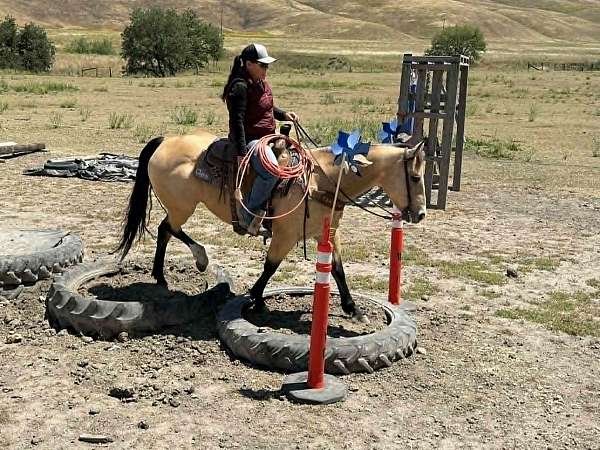 trail-quarter-horse