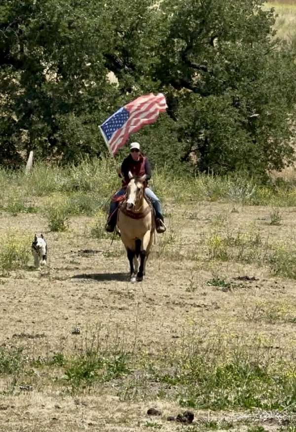 trail-riding-quarter-horse