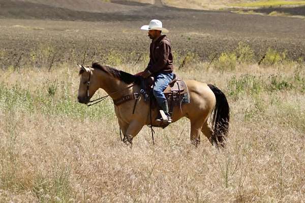 western-riding-quarter-horse