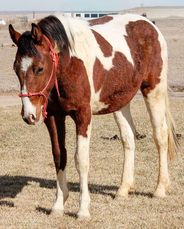 bay-tovero-horse