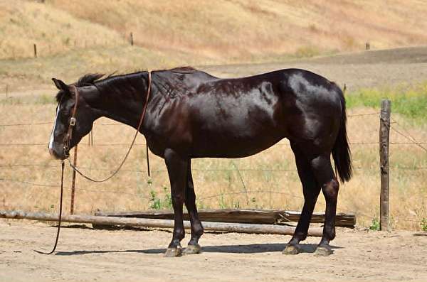 all-around-quarter-horse