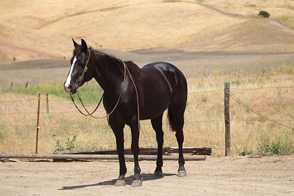 athletic-quarter-horse