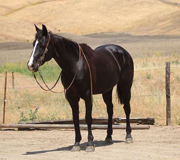 beginner-quarter-horse