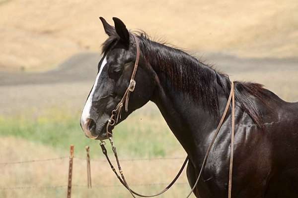 calf-roping-quarter-horse