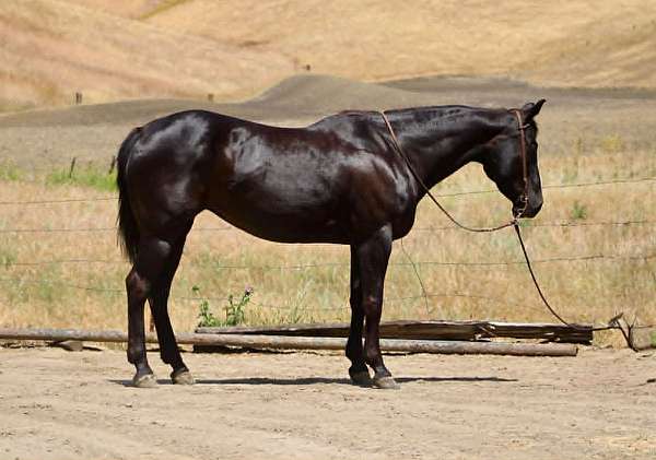 endurance-quarter-horse