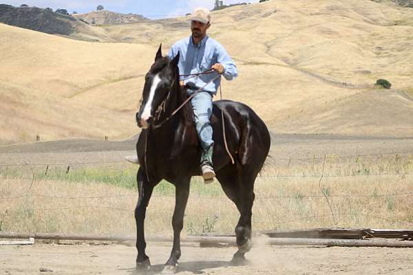 husband-safe-quarter-horse