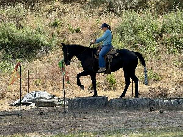 performance-quarter-horse