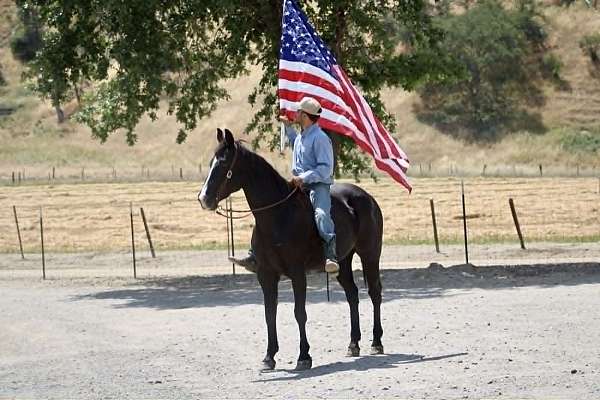 ranch-quarter-horse