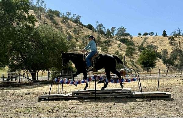 ranch-versatility-quarter-horse