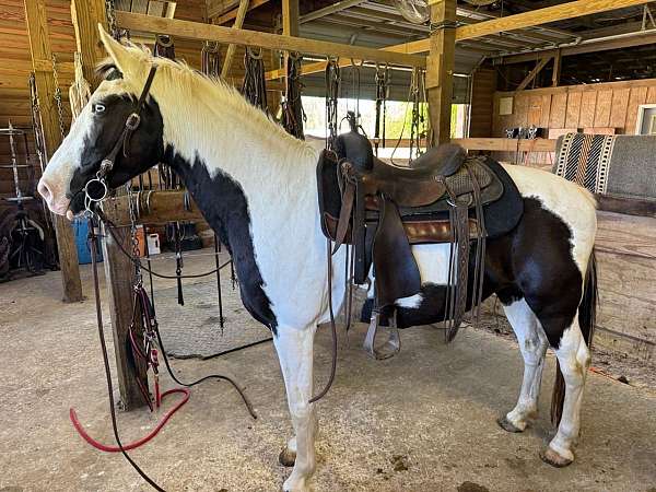 all-round-spotted-saddle-horse