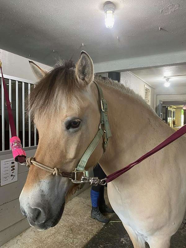 ability-fjord-horse