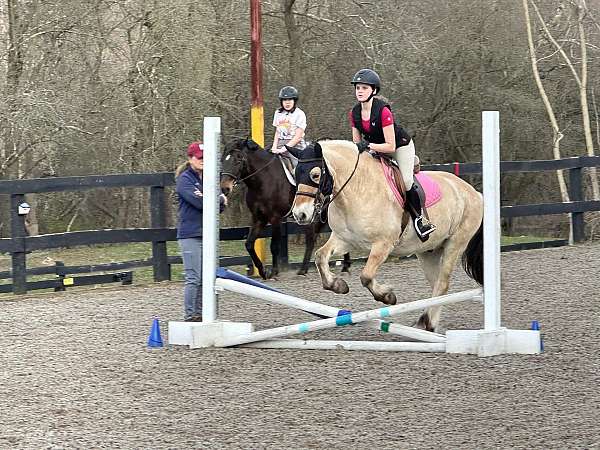 adult-fjord-horse