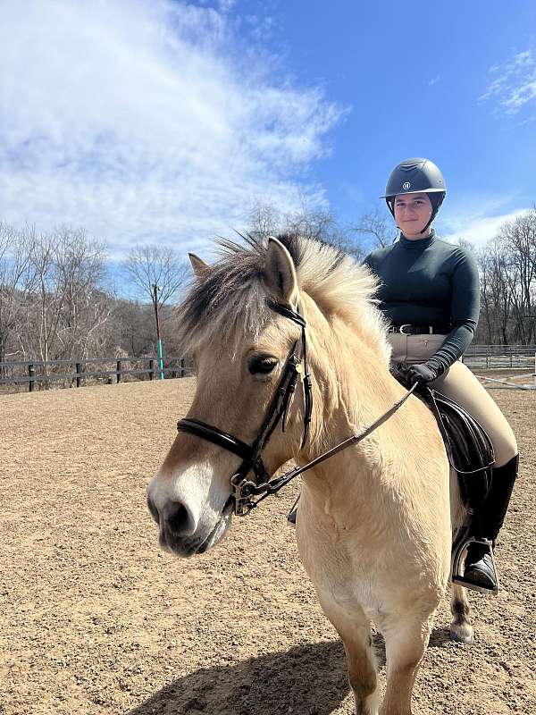 bathes-fjord-horse