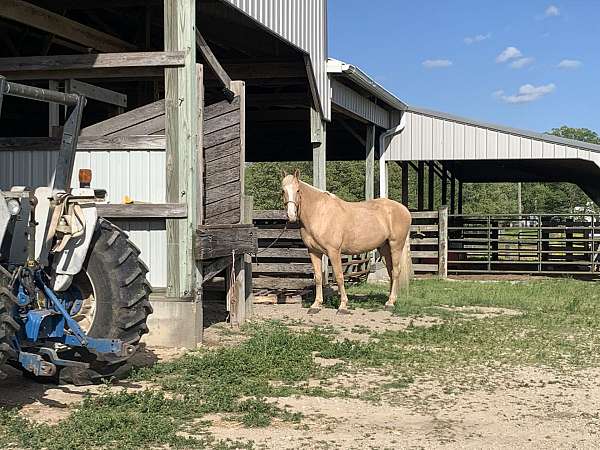 palomino-blazed-face-one-white-sock-horse