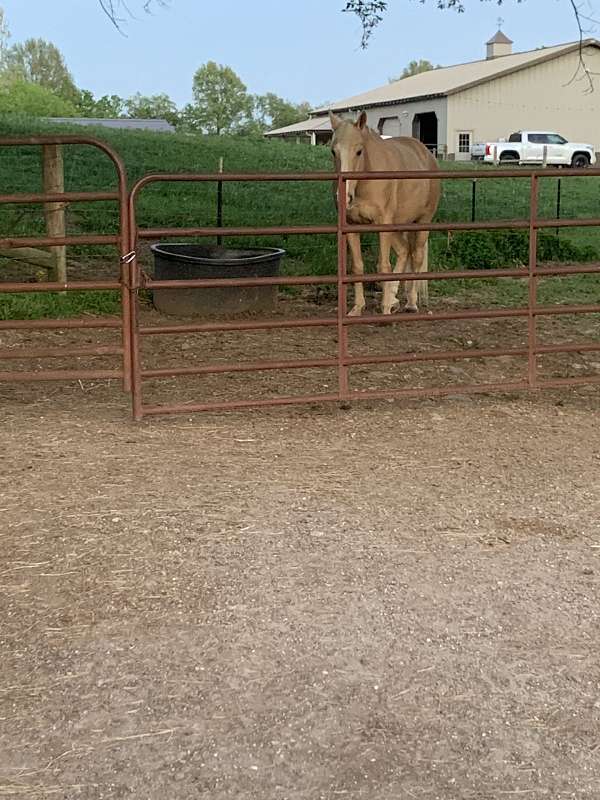 palomino-therapy-horse