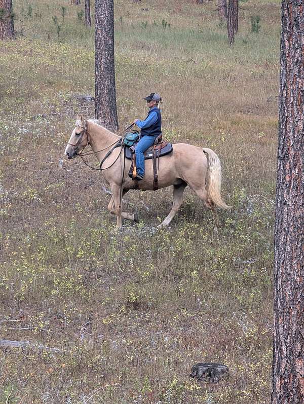 anyone-tennessee-walking-horse