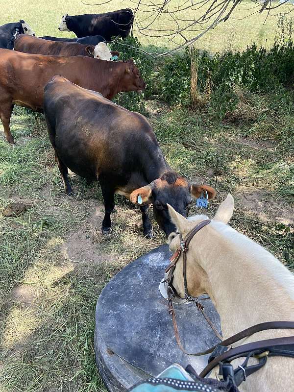 anyone-can-ride-tennessee-walking-horse