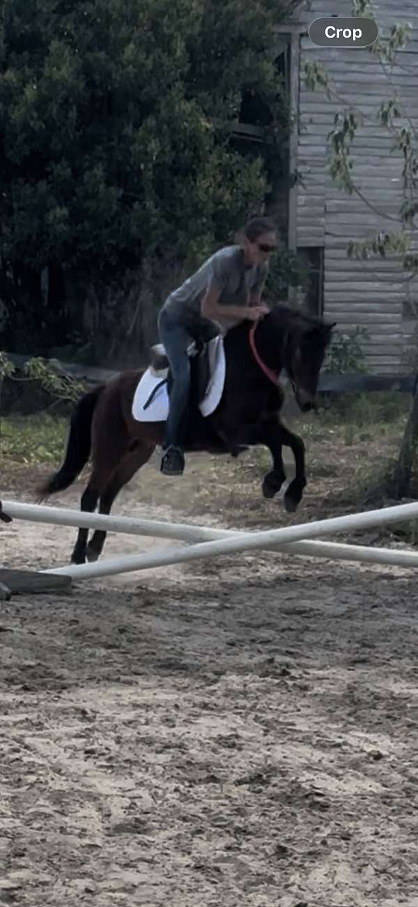 welsh-pony-gelding