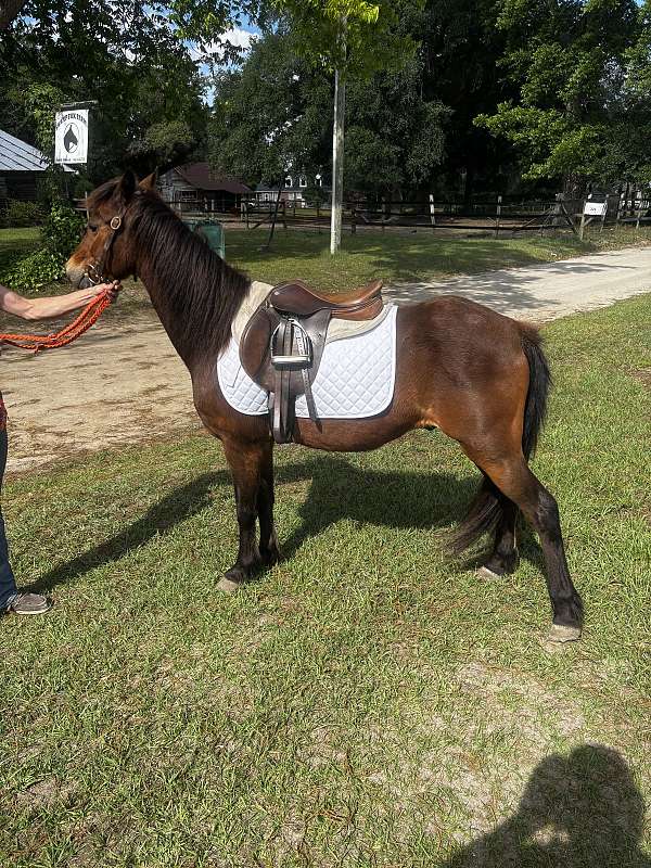 welsh-pony-for-sale
