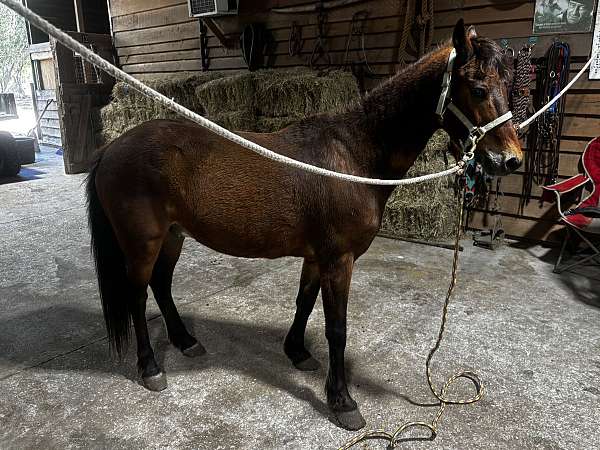 welsh-pony