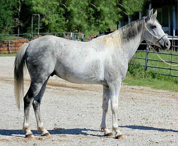 all-around-welsh-pony