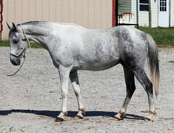 athletic-welsh-pony