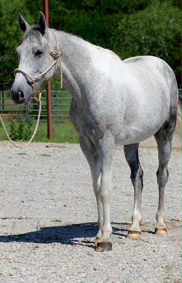 barrel-racing-welsh-pony