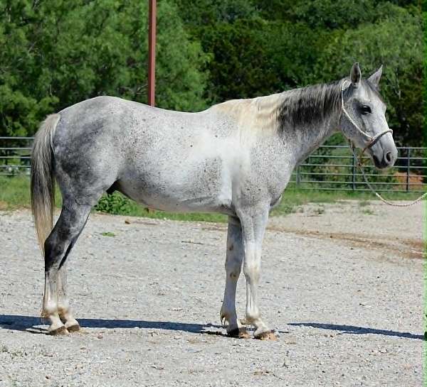 calf-roping-welsh-pony