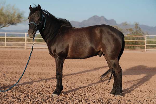 pony-gelding