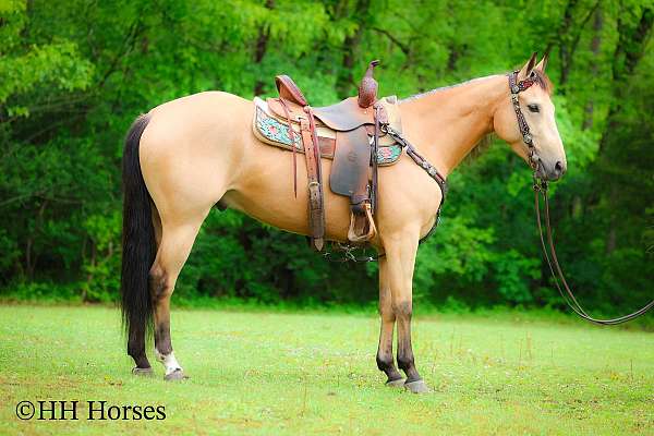 all-around-quarter-horse
