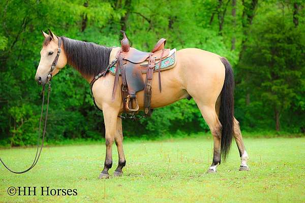 athletic-quarter-horse