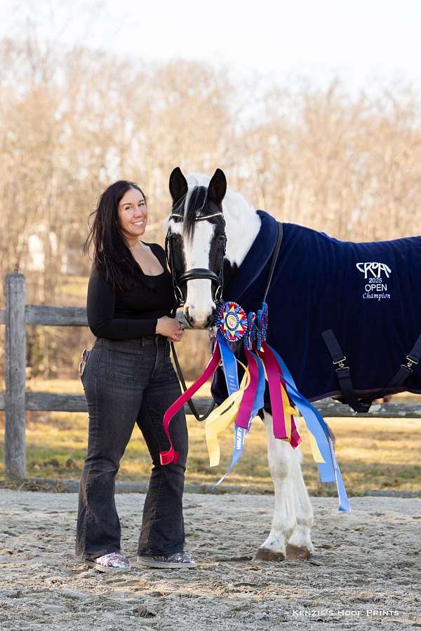 affair-draft-horse