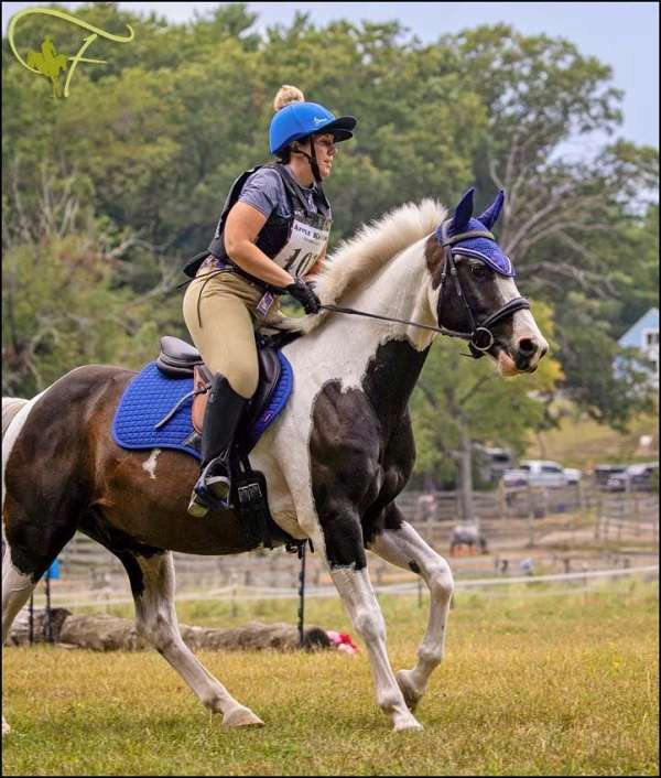 bareback-draft-horse