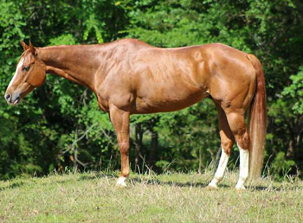 all-around-quarter-horse