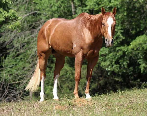 athletic-quarter-horse