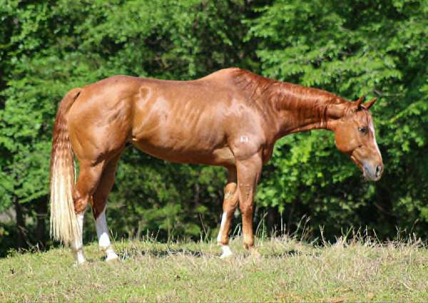 beginner-quarter-horse