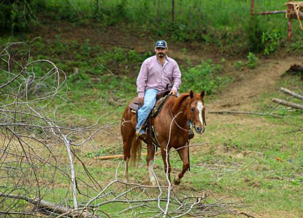 calf-roping-quarter-horse