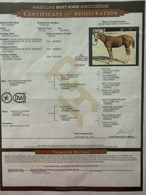 husband-safe-quarter-horse