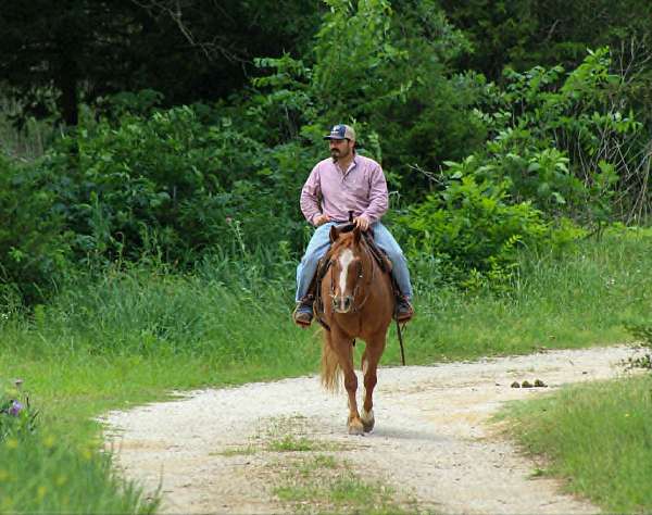 kid-safe-quarter-horse