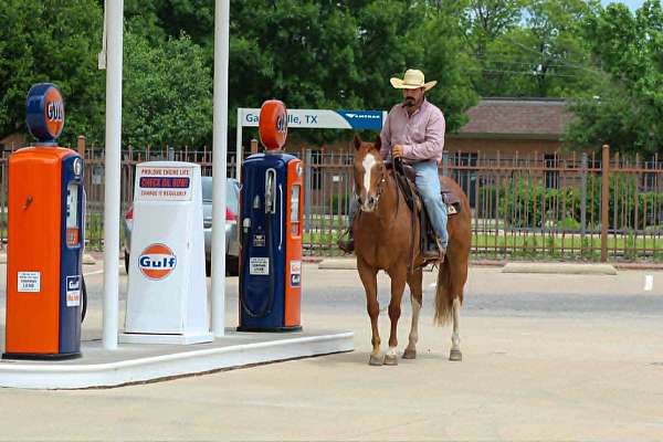 performance-quarter-horse