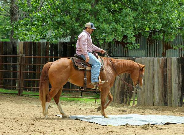ranch-versatility-quarter-horse