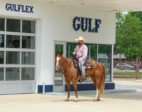 ranch-work-quarter-horse