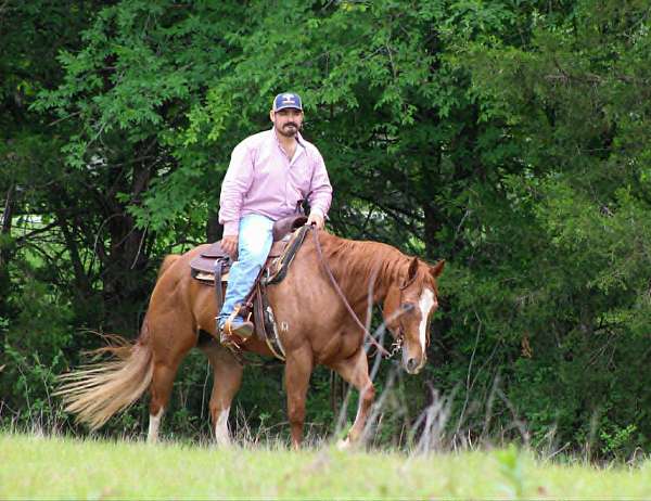ridden-western-quarter-horse
