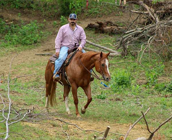 roping-quarter-horse