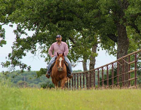 trail-quarter-horse